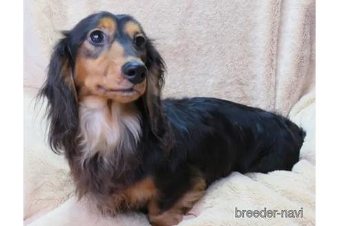 販売中のミニチュアダックスフンド(ロングヘアード)の親犬
